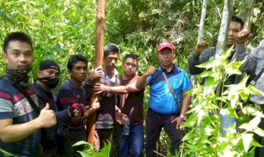 Tiga Pencuri Kayu Manis 78 Kg Ditangkap, Terancam Penjara 7 Tahun