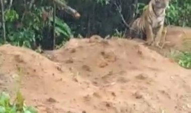 Geger, Dua Ekor Harimau Muncul di Airmumu Kerinci