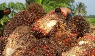 Meski Lockdown, Putra Raja Salman Jajaki Imbal Dagang Minyak Mentah dengan CPO Milik Indonesia