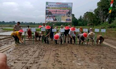 Bupati Bungo Lakukan Penanaman Padi Serentak Sawah Milik Masyarakat Sungai Puri
