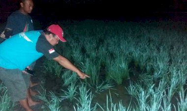 Petani Ini Tewas Akibat Kesetrum Jebakan Tikus Miliknya Sendiri di Sawah
