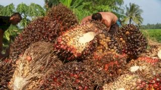 Meski Lockdown, Putra Raja Salman Jajaki Imbal Dagang Minyak Mentah dengan CPO Milik Indonesia