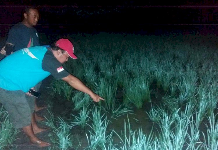 Petani Ini Tewas Akibat Kesetrum Jebakan Tikus Miliknya Sendiri di Sawah