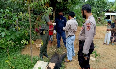 Heboh!!! Warga Benteng Sungaimanau Merangin Temukan Beruang Mati