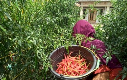 Pak Jokowi, Petani Solok Mengeluh Harga Cabai Rp7.000 per Kilogram