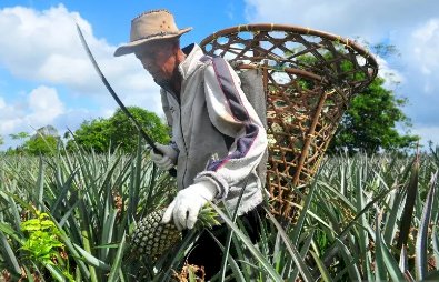 Petani Nanas Kebanjiran Pesanan Meski Corona, Satu Pekan 55 Ribu Buah