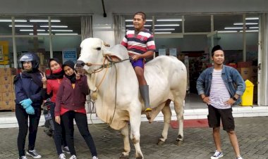 Viral Sapi Sering Ditunggangi ke Minimarket untuk Beli Kue dan Rokok, Dibeli Rp85 Juta