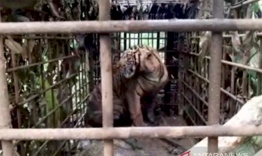 Wild Sumatran Tiger Captured in West Sumatra's Solok District