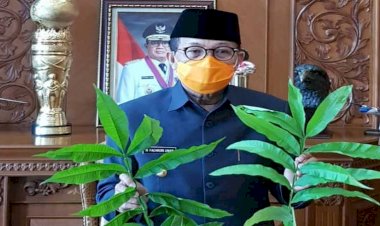 Gubernur Instruksikan Dishut Teliti Khasiat Daun Sungkai Obati Covid-19