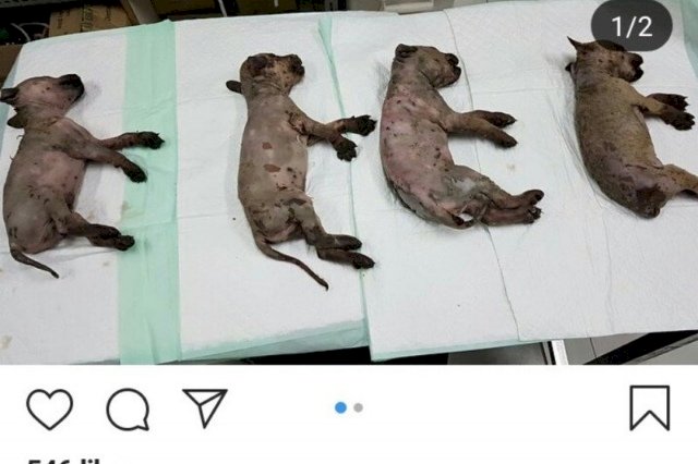 Siram Enam Anjing dengan Soda Api, Aris Dituntut 4 Bulan Penjara