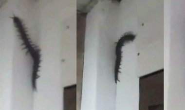 Viral! Penampakan Kelabang Super Raksasa di Dinding, Bikin Merinding