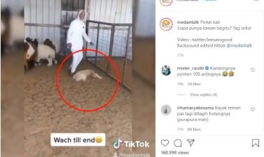 Bikin Gemes! Hendak Dijual jadi Korban, Kambing Ini Beraksi Pura-pura Mati