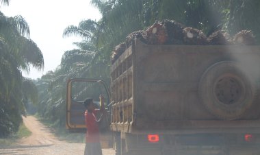 Pasca Izin Usaha Dicabut, PT APTP Sarolangun Nekat Beroperasi