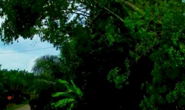 Ditimpa Pohon, Listrik di Wilayah Tanjab Barat Mati Total