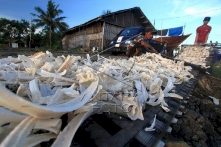 Inovasi Gelatin Ikan IPB University Solusi Jaminan Produk Halal