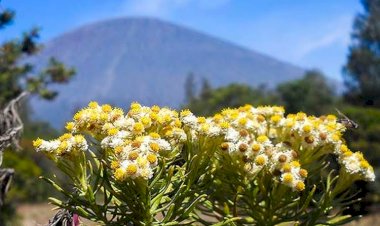 Viral Sekelompok Pendaki Petik Edelweiss di Gunung Buthak, Begini Setelah Ditegur