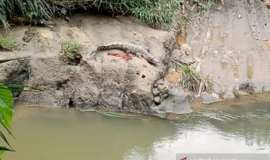 Viral, Bikin Heboh Warga Seekor Buaya Ditemukan di Sungai Deli Sumut