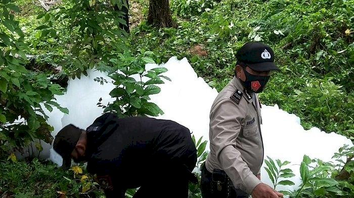Geger Busa Raksasa Keluar dari Tanah di Sijunjung Sumbar dan Membeku