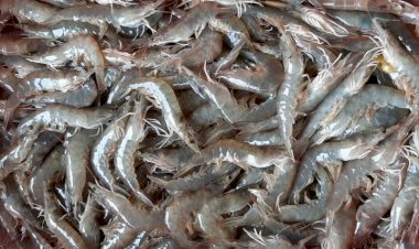 Menteri Kelautan Akui Pendampingan dan Modal jadi Masalah Korporasi Nelayan