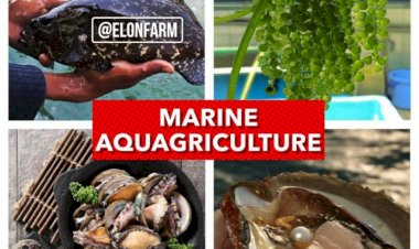 Inovasi Baru, Peneliti IPB Kembangkan Pertanian Berbasis Air Laut