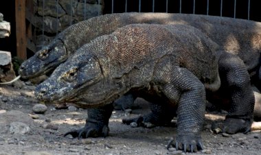 Sekitar 1.000 Ekor Komodo sudah Dipasangi Chip, Ini Alasannya