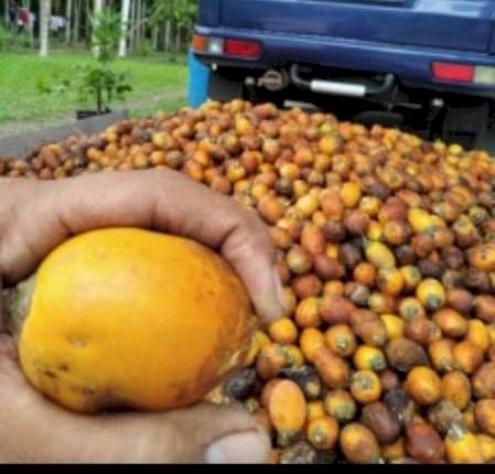 Meski Pandemi Covid-19, Harga Pinang di Jambi Stabil