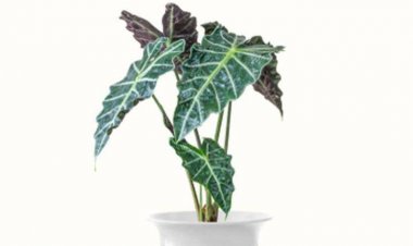 Dulu Tak Dilirik, Tanaman Hias Alocasia Populer di Tahun 2020