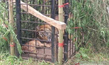BKSDA Tangkap Harimau Berkeliaran di Danau Kembar Solok