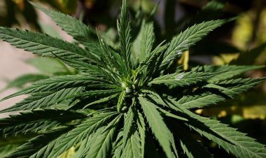 PBB Hapus Ganja dari Daftar Narkoba Berbahaya, Ternyata Ini Manfaatnya...