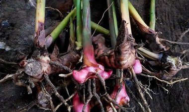 Nih! Lengkuas Dipercaya Mengatasi Impotensi