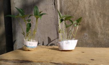 Refleksi Akhir Tahun Bidang Pendidikan di Masa Pandemi, dari Kacang Hijau Hingga Poster Cegah Covid-19