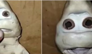 Heboh Bayi Ikan Hiu Berwajah Manusia di NTT