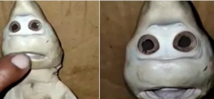 Heboh Bayi Ikan Hiu Berwajah Manusia di NTT