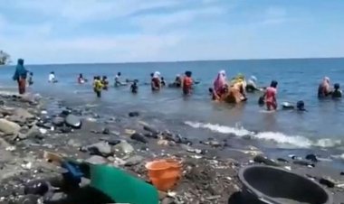 Heboh Warga Berebutan Mendulang Emas di Pantai Pohon Batu