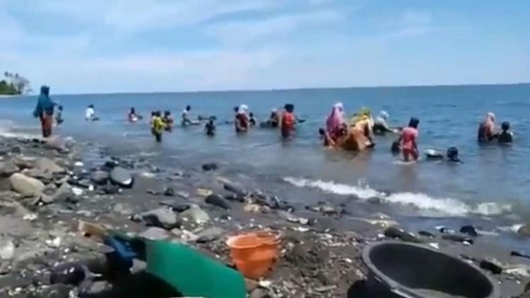 Heboh Warga Berebutan Mendulang Emas di Pantai Pohon Batu