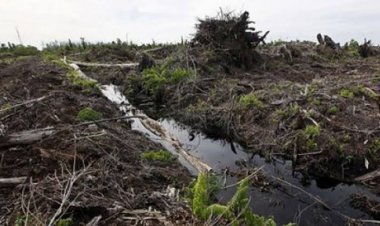 Mengurai Sengkarut Lahan Gambut di Jambi