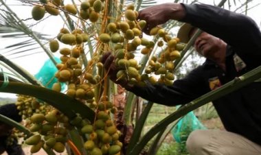 Masya Allah, Petani Aceh Panen Kurma