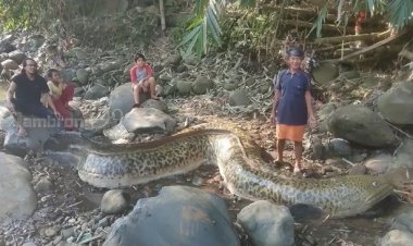 Geger! Warga Tangkap Ikan Seberat 1 Ton, Netizen: Ini Kalau Kesebar di Grup WhatsApp, Keluarga....