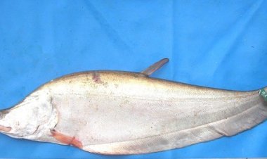 Duh! Anda Bakal Gigit Jari Kerupuk dan Pempek Belido Tak Bisa Dijual Lagi, Pemerintah Denda Rp1,5 Miliar