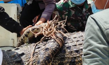 Heboh, Buaya Muara Sepanjang 4 Meter Muncul di Sungaigelam