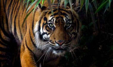 Ngeri, Pendulang Emas Asal Desa Guguk Merangin Tewas Diterkam Harimau