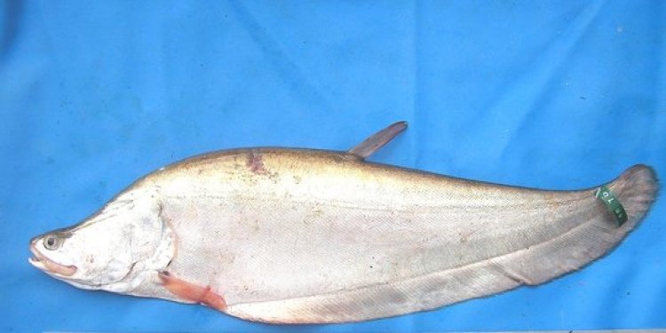 Duh! Anda Bakal Gigit Jari Kerupuk dan Pempek Belido Tak Bisa Dijual Lagi, Pemerintah Denda Rp1,5 Miliar