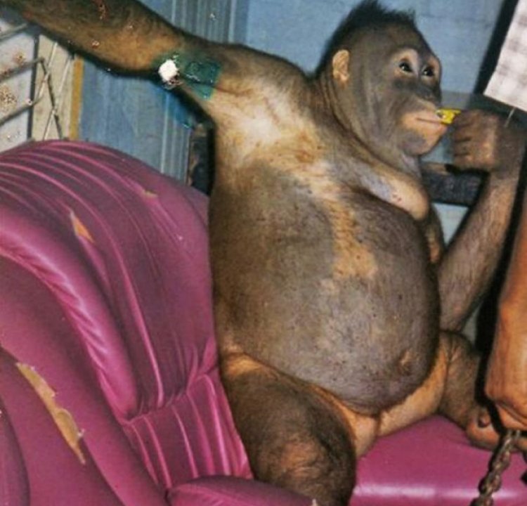 Viral! Kisah Pony Orang Utan Dipaksa Jadi Budak Nafsu Bejat Lelaki di Rumah Bordil