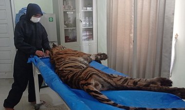 Harimau yang Menewaskan 2 Warga Merangin Ditemukan Tewas, BKSDA: Belum Tau Penyebabnya