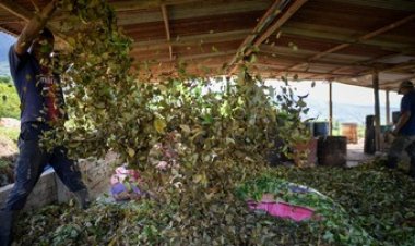 HEBOH! Pekerja Kokain Kolombia Pamer Aktivitas Membuat Narkoba di TikTok