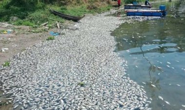 NGERI! 200 Ton Ikan di Danau Maninjau Mati, Ini Penyebabnya
