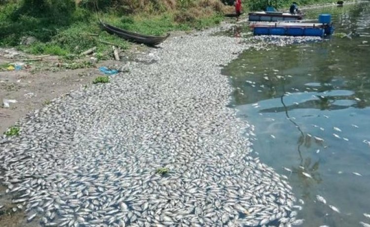 NGERI! 200 Ton Ikan di Danau Maninjau Mati, Ini Penyebabnya