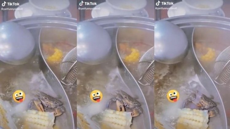 Viral! Kepiting Ini Malah Santai Makan Jagung Saat Direbus