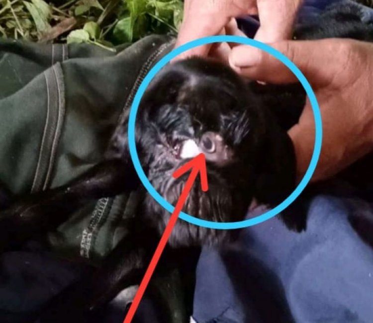 Warga Merangin Dibuat Heboh, Ada Anak Kambing Baru Lahir Punya Mata Satu