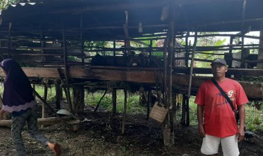 Curi 8 Ekor Kambing, Pencuri di Muarojambi Ini Hanya Tinggalkan Usus dan Isi Perut
